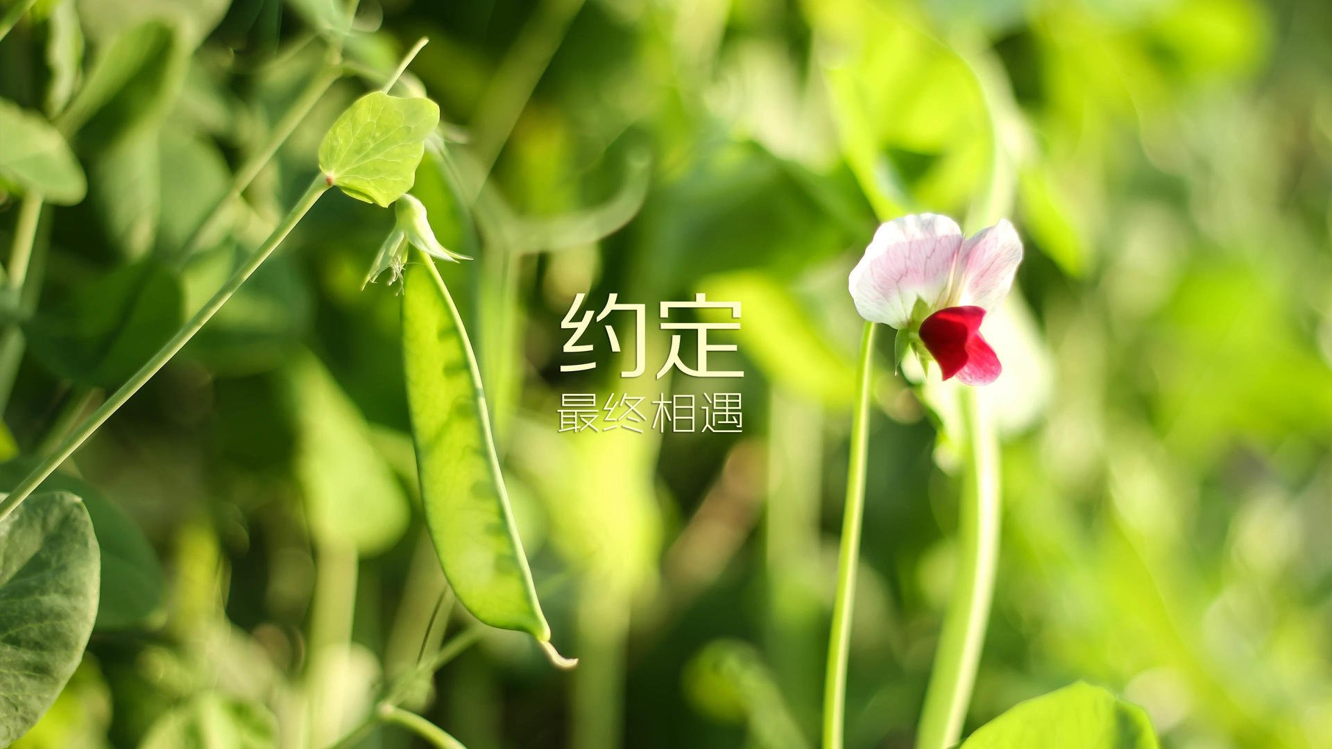 体育场馆绿色改造项目，体育场馆绿色改造项目名称