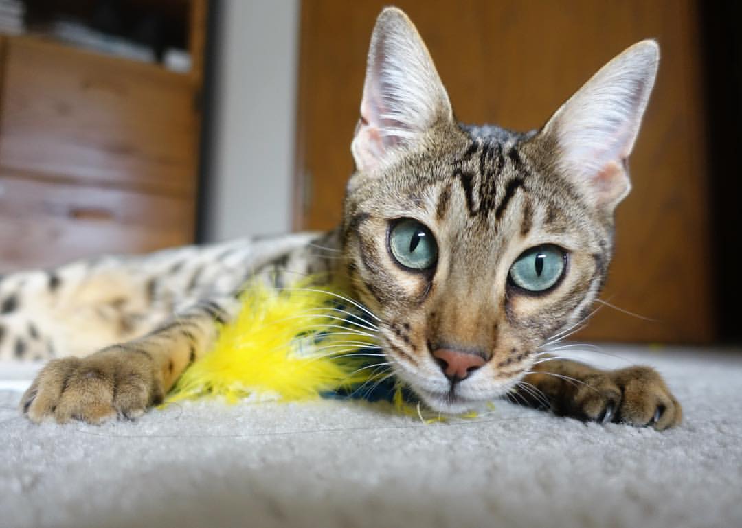 开云体育-切尔西中场拦截成功率明显上升，切尔西中锋引援