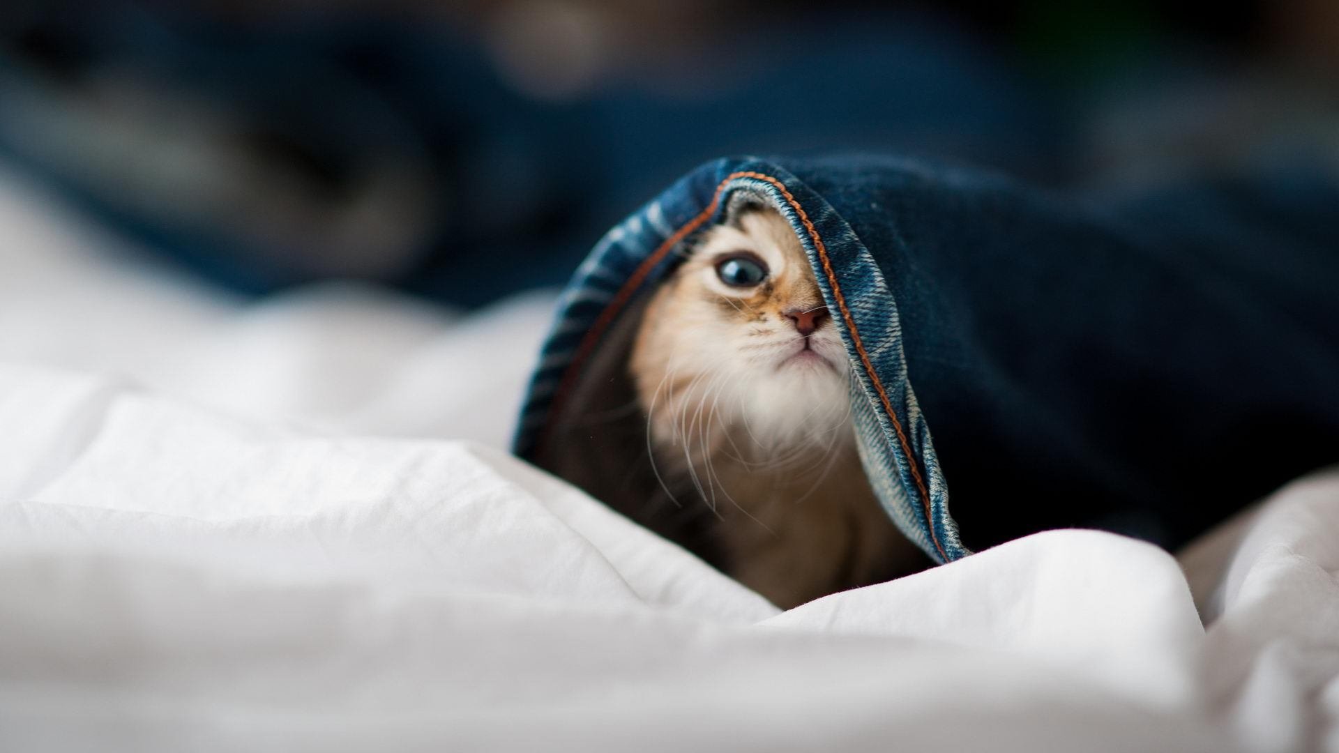 开云体育入口-校园足球组织架构重复投入资源，校园足球队管理条例