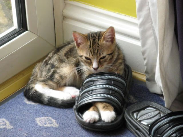 开云体育平台-滑雪运动进入社区成为冬季体育亮点，滑雪活动简报